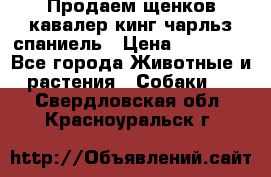 Продаем щенков кавалер кинг чарльз спаниель › Цена ­ 60 000 - Все города Животные и растения » Собаки   . Свердловская обл.,Красноуральск г.